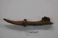 藏品(步氏麂(相似種)(模))的圖片